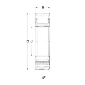 Cylindrical Bearing NF205 CRAFT